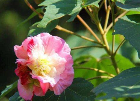 芙蓉風水|【芙蓉與風水】家裡養芙蓉花在風水學上有什麼講究嗎 